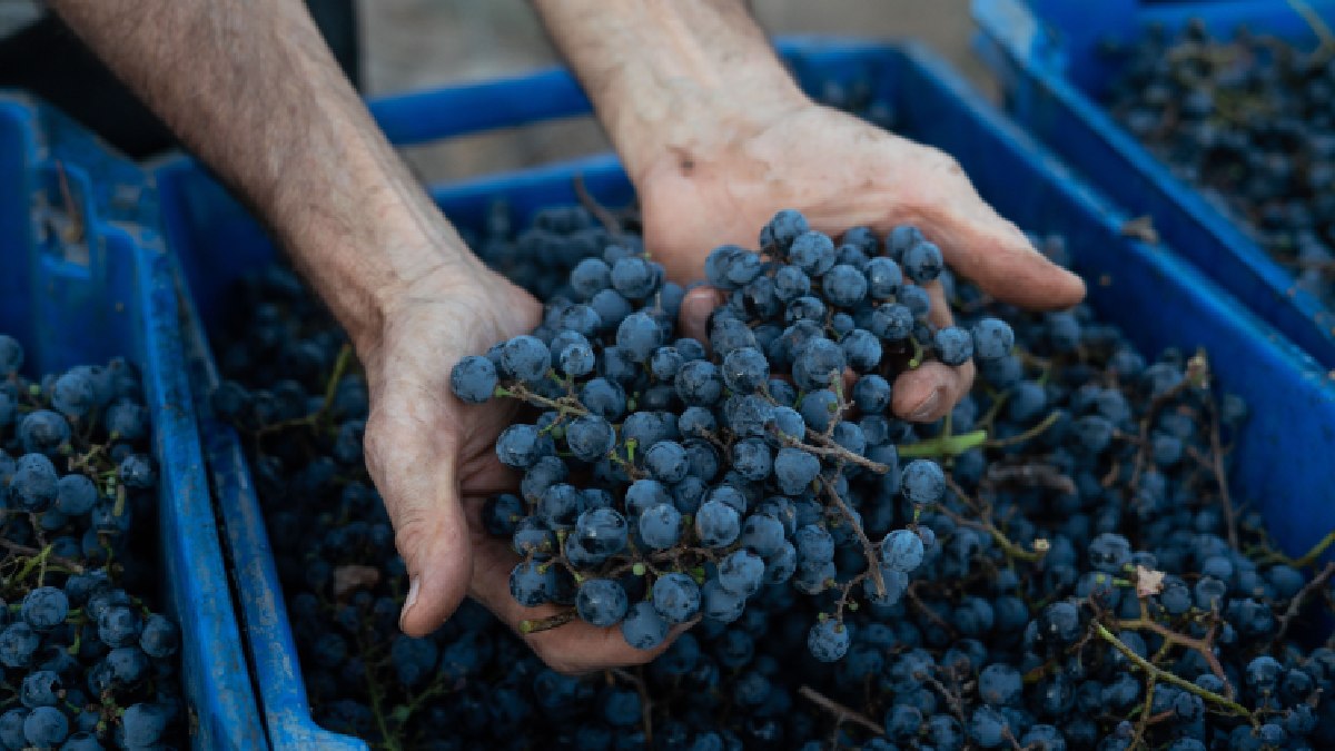 Colheita das uvas, realizada com filhos e netos, se tornou um ritual simbólico para muitos proprietários. Fotos: Divulgação