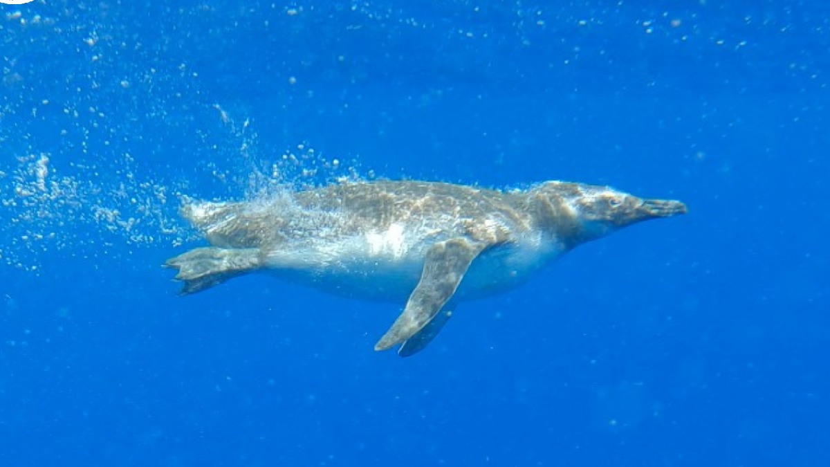 Instituto Argonauta para a Conservação Costeira e Marinha realizou, a soltura de 17 pinguins-de-Magalhães (Spheniscus magellanicus) em uma área de alto-mar.