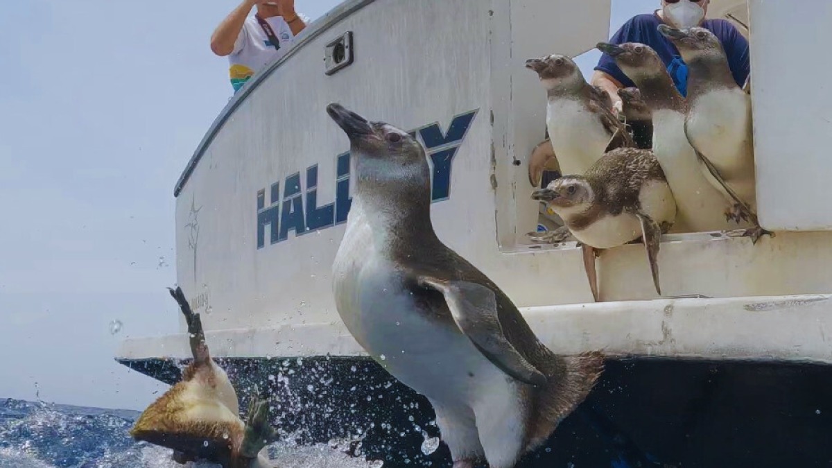 Pinguins chegaram ao litoral paulista durante o inverno, trazidos por correntes frias provenientes do extremo sul do continente. Fotos: Divulgação/Instituto Argonauta