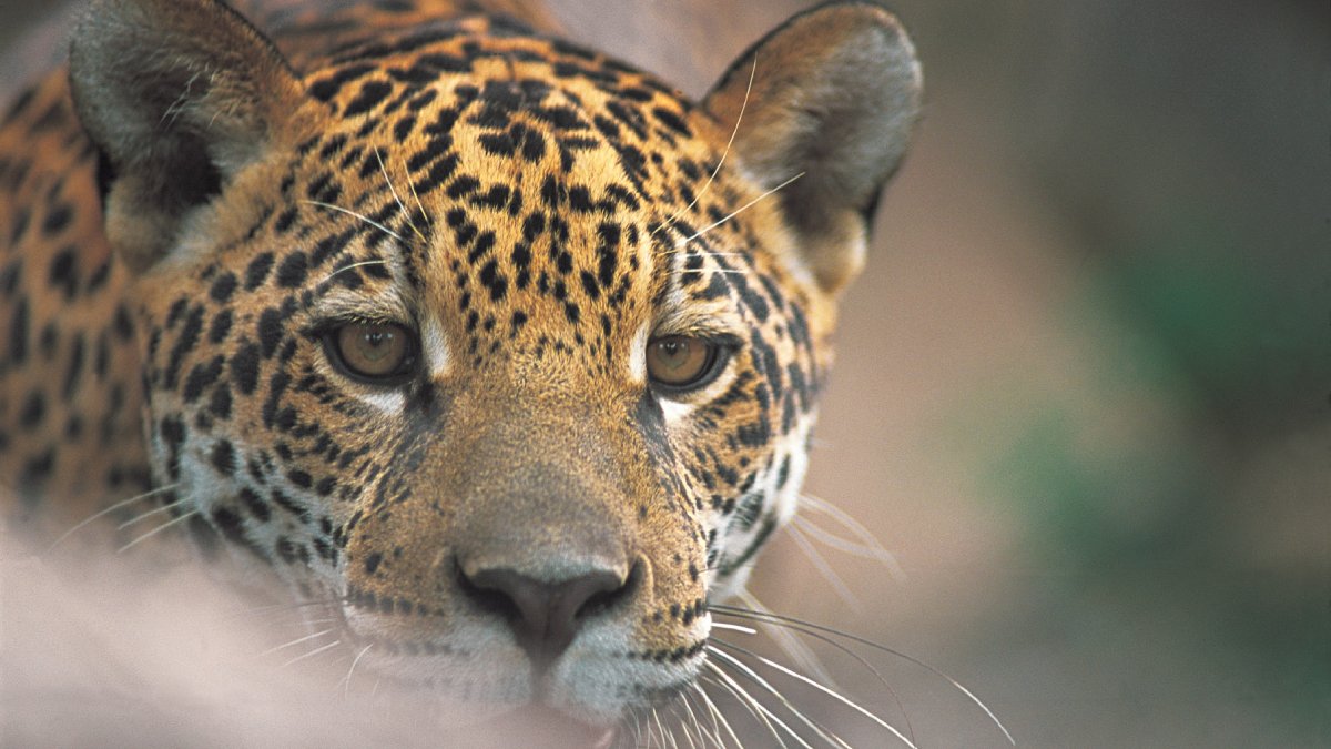 Mesmo pequenas, elas seguem essenciais para o equilíbrio ambiental do semiárido (Foto: Divulgação/ICMBio)