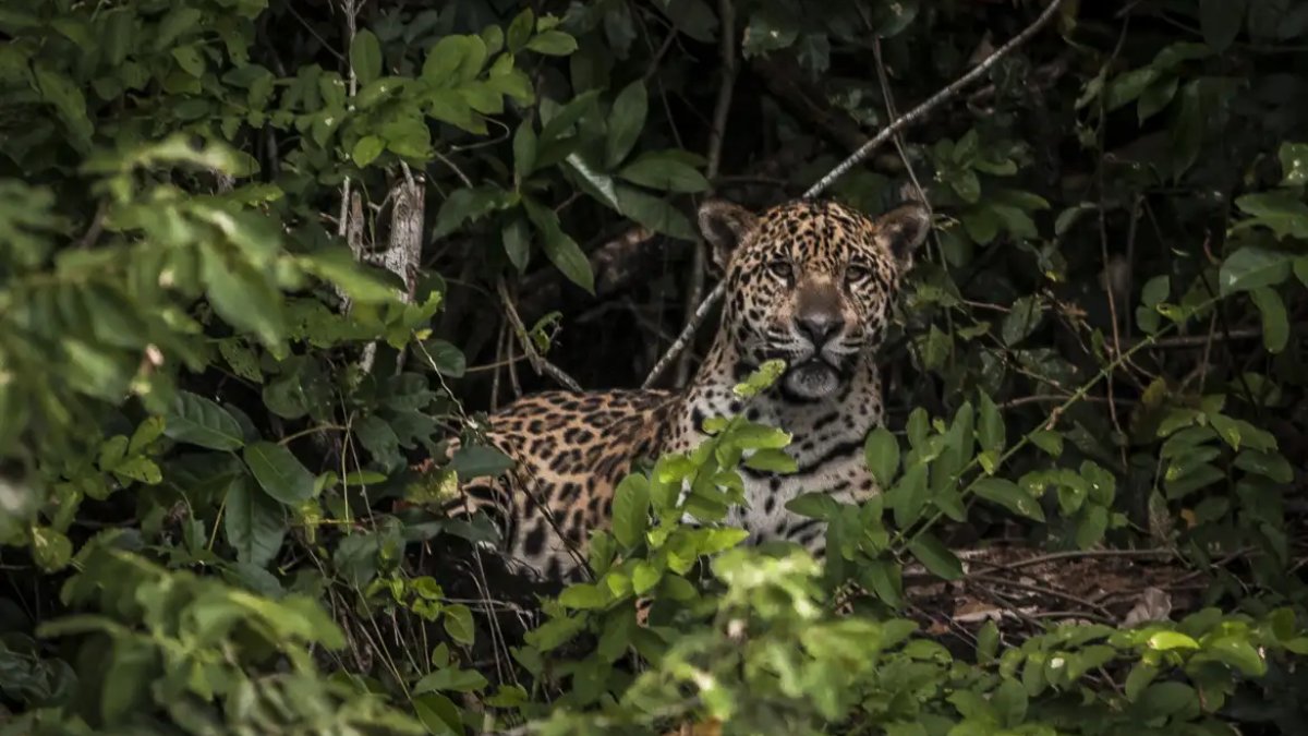 As onças da Caatinga são muito menores do que as do Pantanal e da Amazônia (Foto: Divulgação/ICMBio)