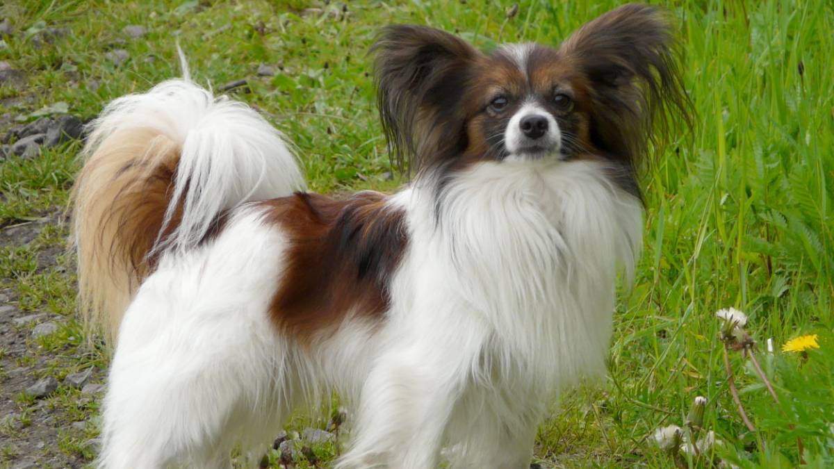 Papillon: a borboleta sem cheiro Pequeno e alegre, o Papillon tem pelagem fina e seca, o que facilita a manutenção e reduz o odor. É ideal para quem busca um cão de pequeno porte e ambiente sempre agradável.