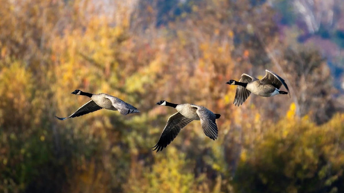 Um estudo descobriu que as aves se utilizam de ventos favoráveis e correntes de ar ascendentes, conhecidas como elevação. Isso ajuda na redução do esforço durante o voo - (Frank Cone/Pexels)