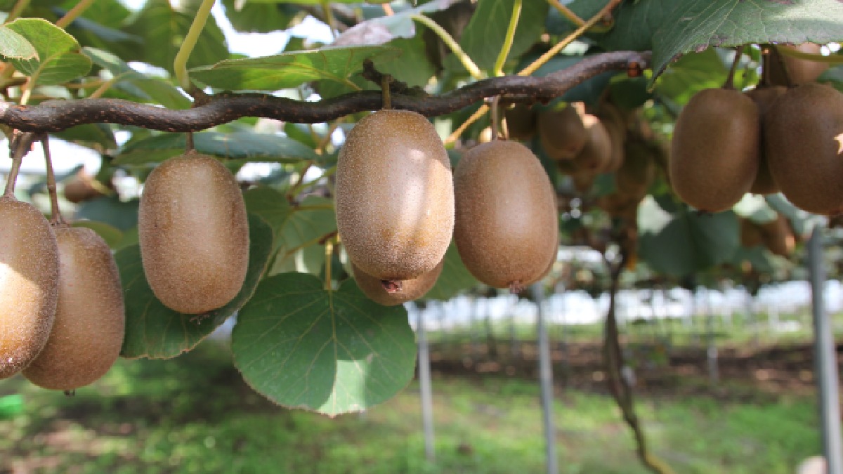 Podar kiwis é essencial para garantir bom crescimento dos frutos. Imagem: PxHere