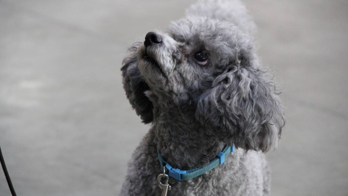 Poodle: o hipoalergênico neutro Entre as raças hipoalergênicas, o Poodle se destaca. Seus pelos encaracolados e sem subpelo evitam o acúmulo de sujeira e oleosidade, deixando o cão praticamente sem cheiro. Manter a tosa em dia é essencial.