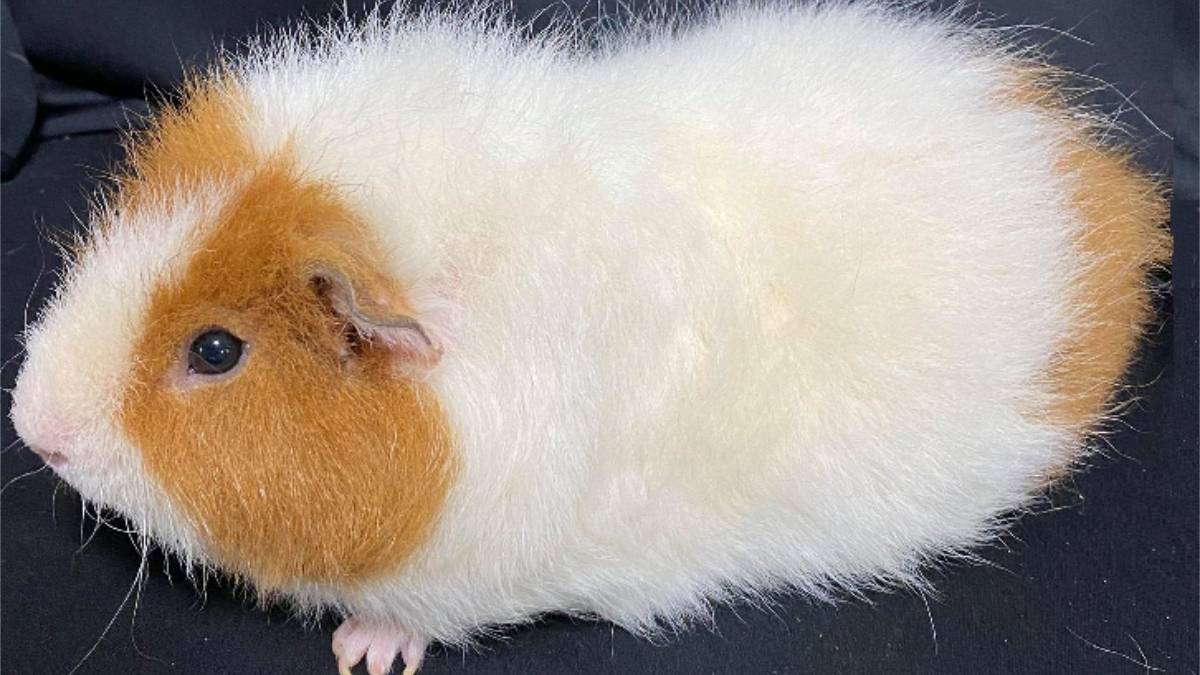 Porquinho-da-índia Este roedor dócil é uma excelente opção para apartamentos, pois faz pouco ou nenhum barulho. Como é muito sociável, especialistas recomendam que ele seja adotado sempre com um parceiro para evitar a solidão. O porquinho-da-índia, que é originário da América do Sul, precisa de uma gaiola espaçosa e limpeza regular para se manter saudável. Porte: pequeno a médio (15 a 25 cm). Expectativa de vida: 4 a 8 anos. Foto: Wikimedia Commons