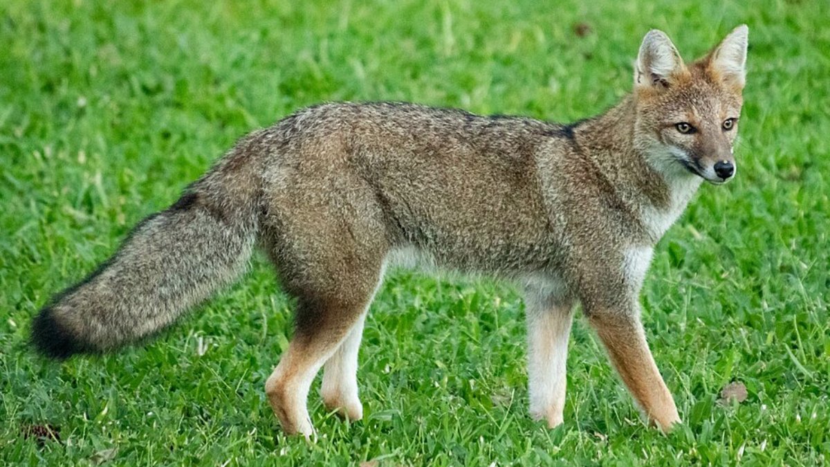 Na primeira avaliação, especialistas suspeitaram que se tratava de um graxaim-do-campo, um animal semelhante a uma raposa (Foto: Josi Guimarães/Wikimedia Commons)