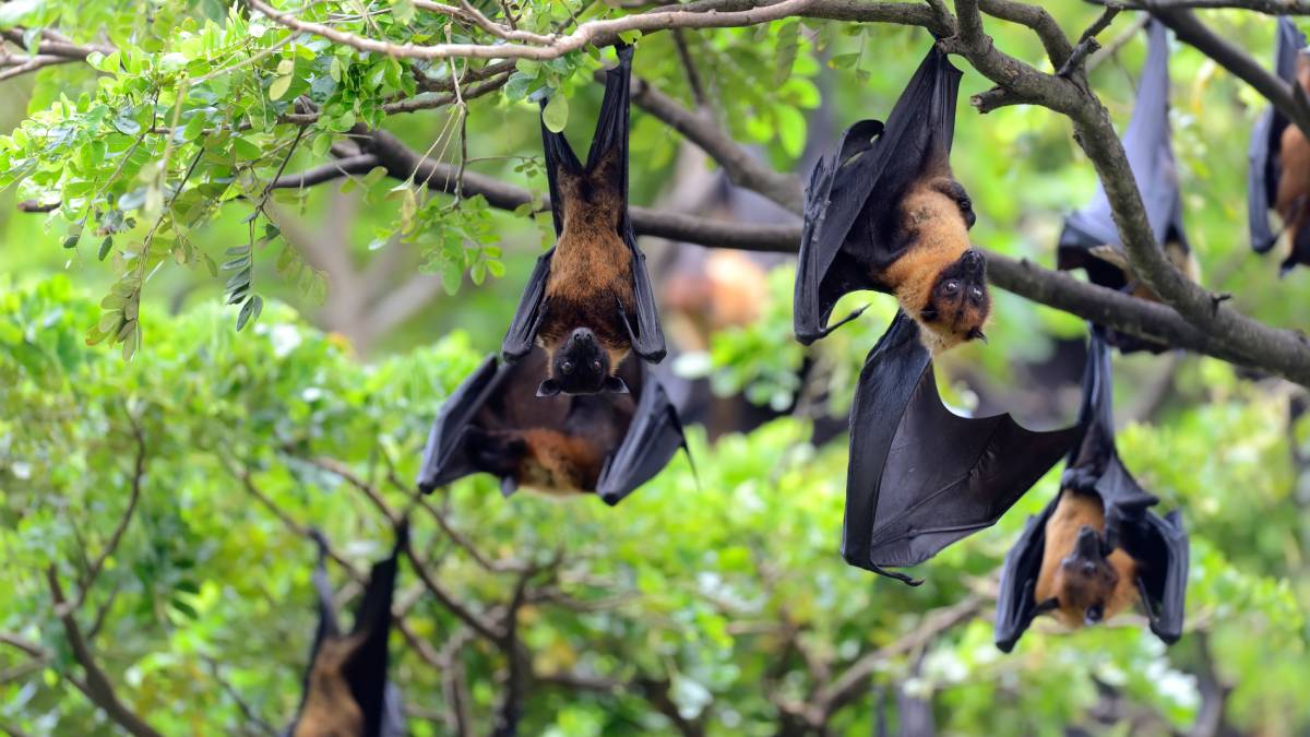 Morcegos: utilizam a hibernação para conservar energia, especialmente devido à falta de presas, e podem entrar em torpor diário.