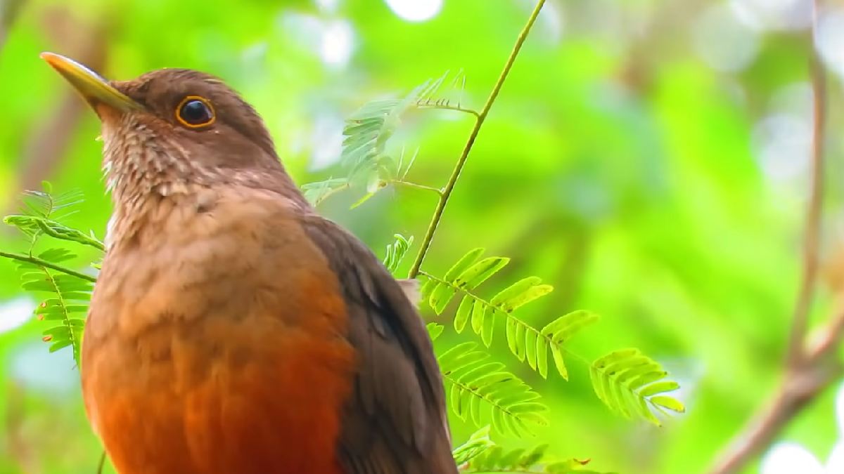 Sabiá-laranjeira (Turdus rufiventris) | Reprodução YouTube | Canto de Pássaros