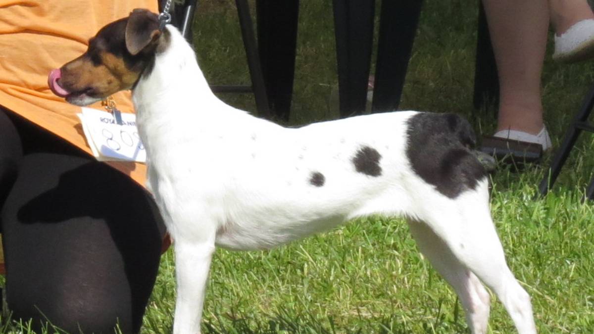 Terrier Brasileiro: o fox paulistinha Rústico e ativo, o Terrier Brasileiro tem pelo curto e firme, fácil de limpar e que não retém sujeira. Com escovações rápidas e banhos periódicos, permanece limpo por bastante tempo.