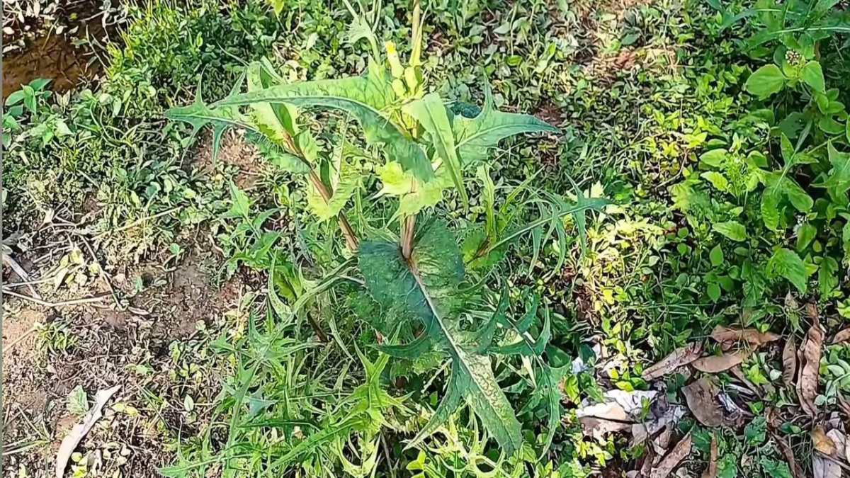 Considerada por muitos como "planta de beira de estrada", a serralha surpreendeu os pesquisadores ao apresentar teores consistentes de ferro, cálcio e fósforo, níveis comparáveis aos de verduras convencionais (Fotos: Youtube/Reprodução)