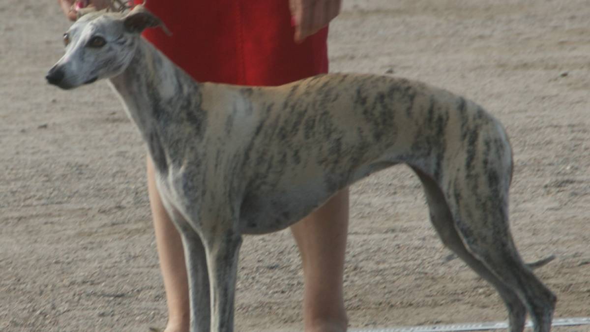 Whippet: o elegante e discreto Com porte esguio e pelo finíssimo, o Whippet é praticamente inodoro. A ausência de subpelo e a baixa oleosidade o tornam ideal para quem tem sensibilidade a cheiros. É calmo, silencioso e perfeito para apartamentos.