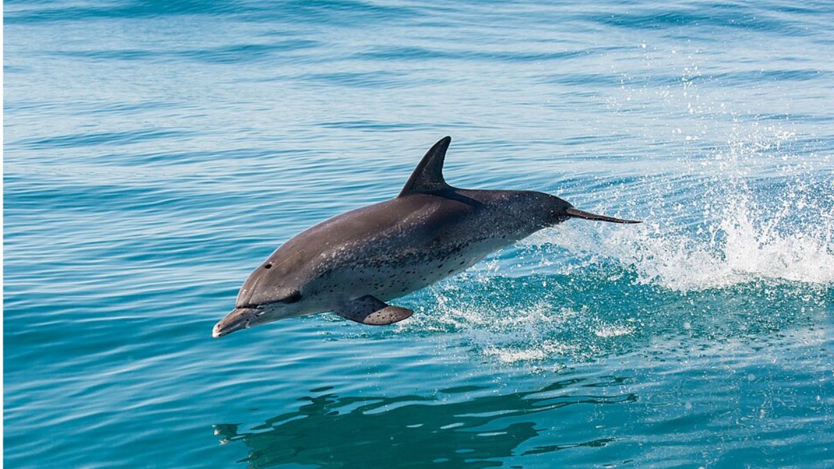 10. Área de Proteção Ambiental Marinha do Litoral Norte de nível Estadual, localizada em Ubatuba, em São Paulo (Foto: João D'Andretta/Wikimedia Commons)
