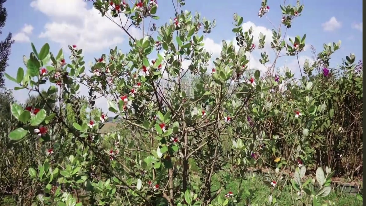 A feijoa é conhecida pela boa capacidade de adaptação - reprodução/YouTube