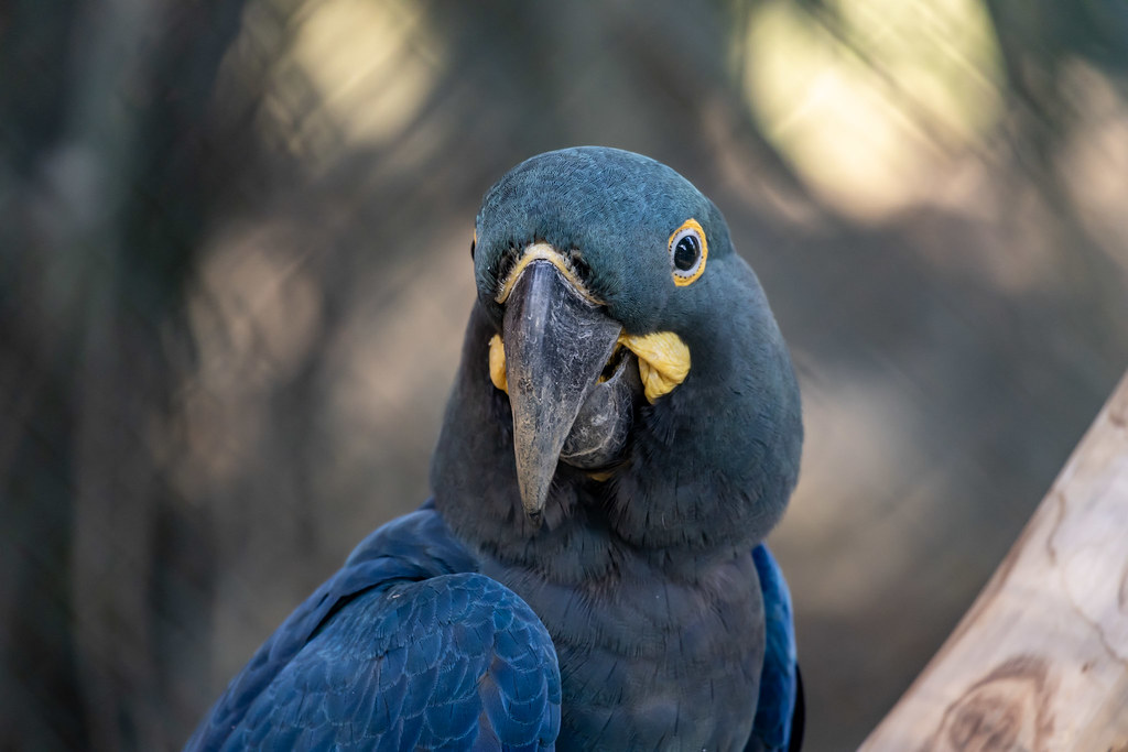 Arara-azul-de-lear / Crédito: Divulgação Zoo São Paulo