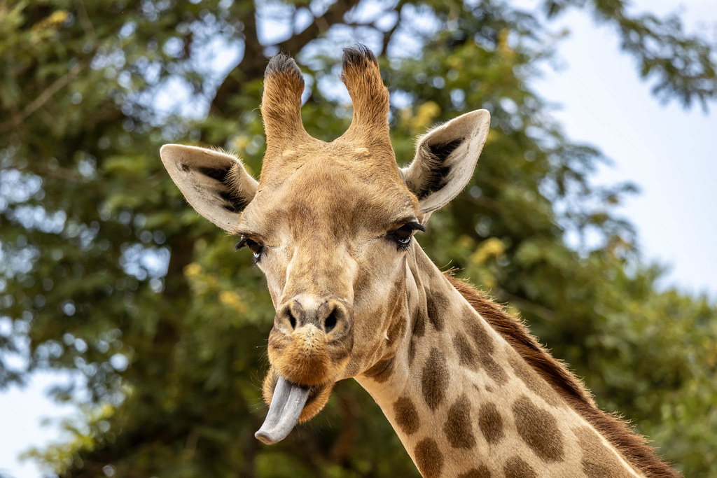 Girafa /Zoo SP
