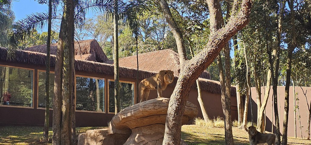 Simba Safari. Zoo SP