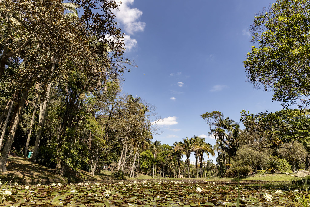 Lago da Ninféias /Créditos: Jardim Botânico de São Paulo