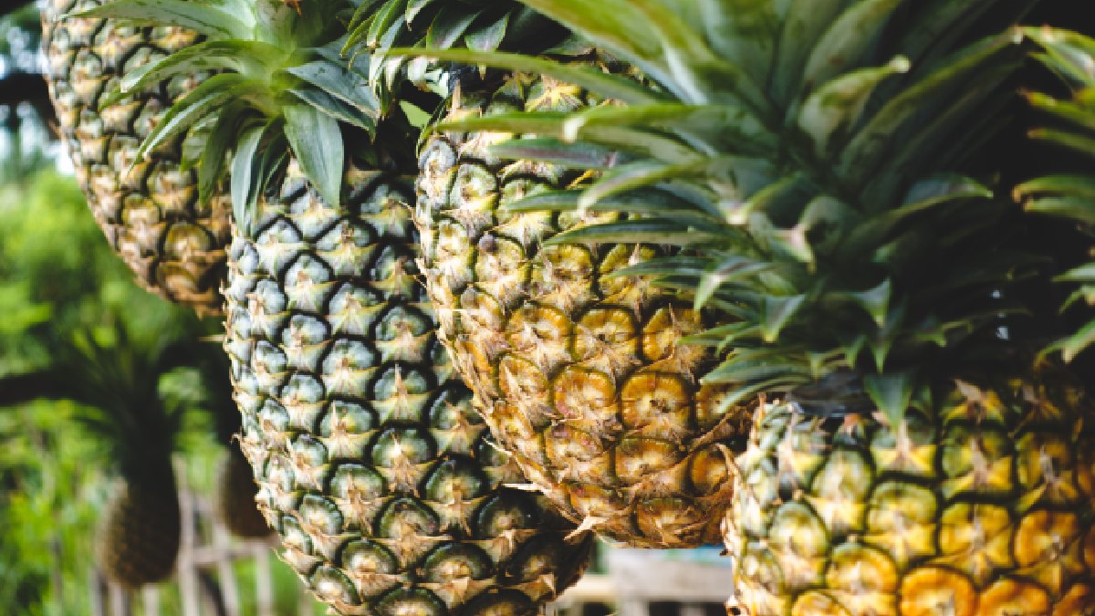 A fruta abacaxi contém bromelina, enzima que auxilia na digestão e reduz gases após refeições pesadas. Imagem: Banco de imagens