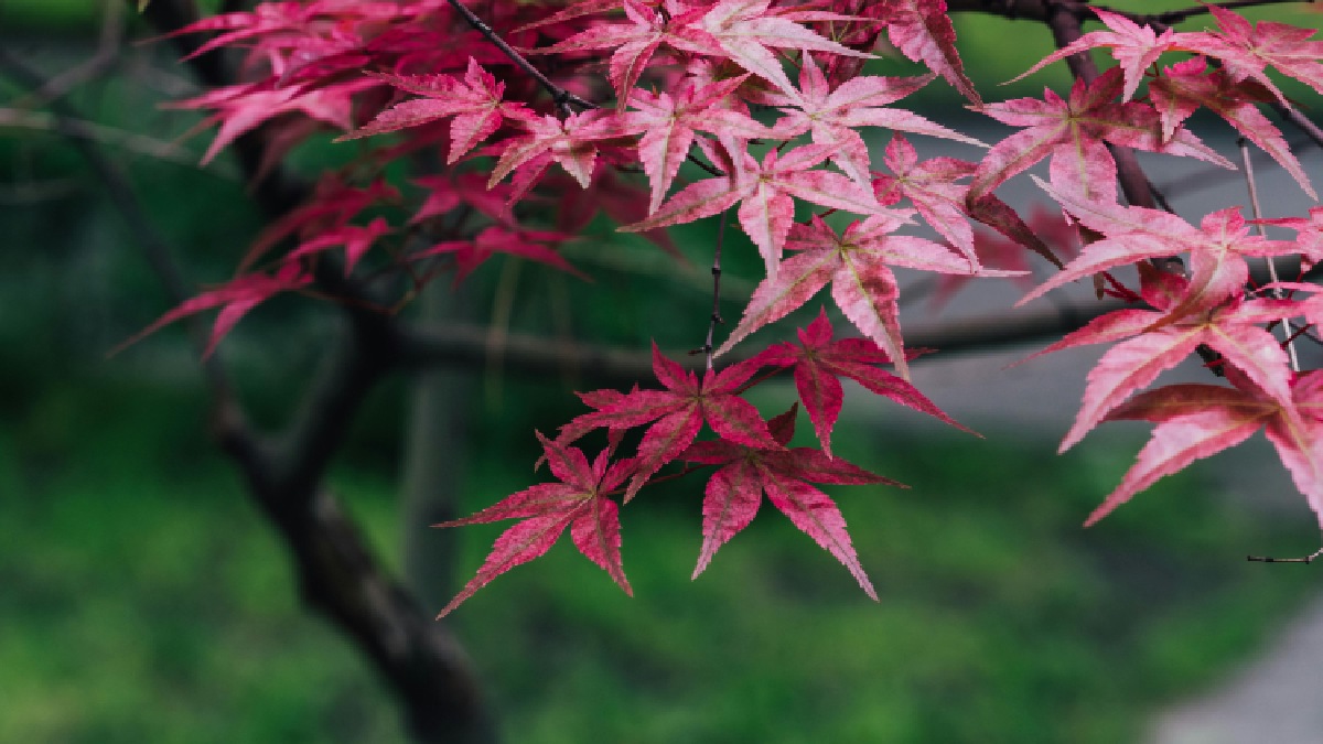 Do ácer se extrai o maple syrup. Imagem: Pexels