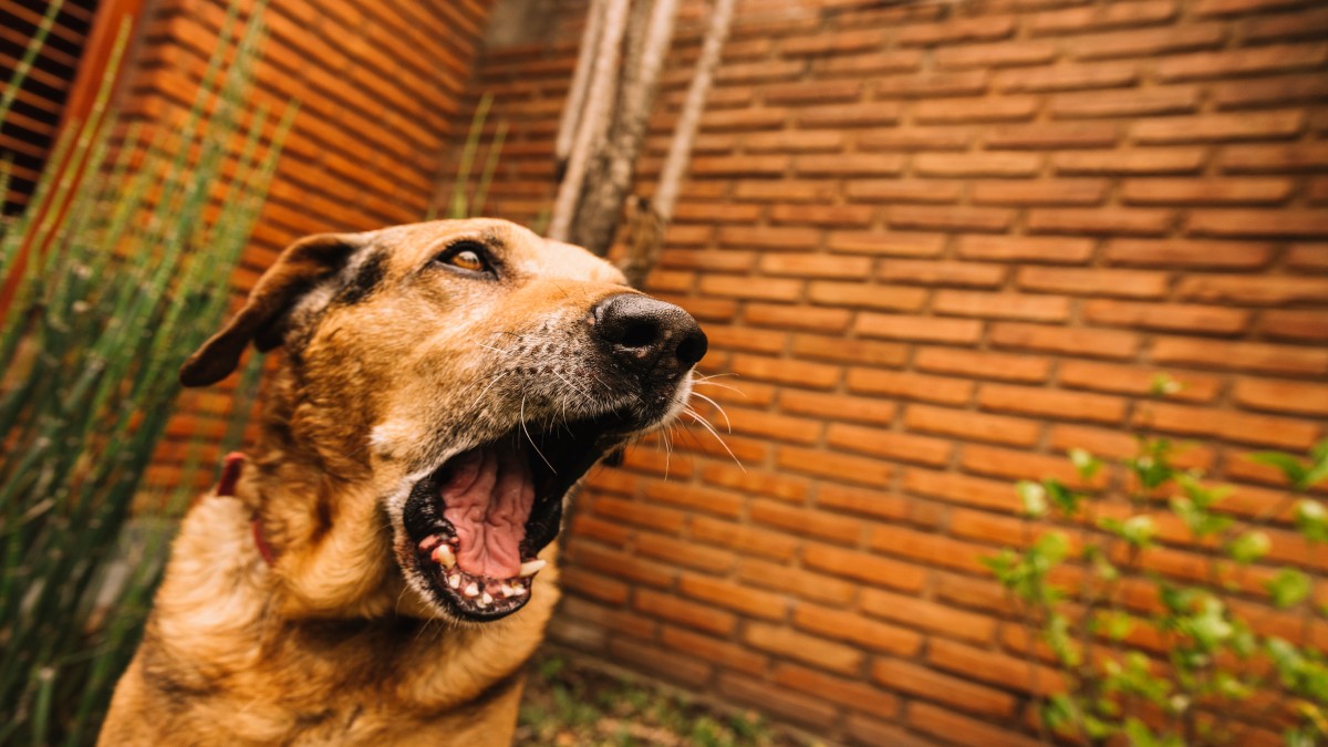 O medo costuma aparecer de forma clara no comportamento do cão