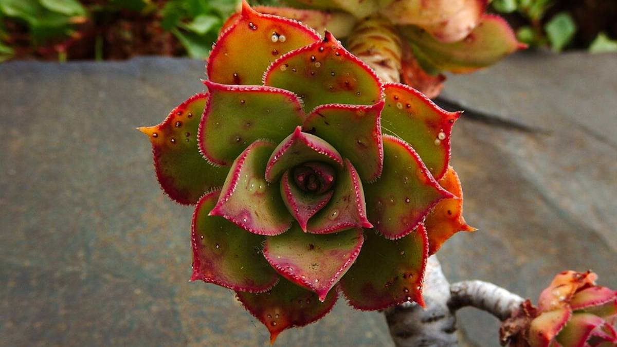10. Escorpião: Aeonium (Foto: Santamarcanda/Wikimedia Commons)