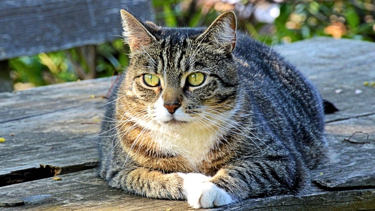 A partir de 25 °C, muitos gatos já começam a mostrar sinais de incômodo, como apatia e menos interesse por comida e brincadeiras (Foto: PxHere)