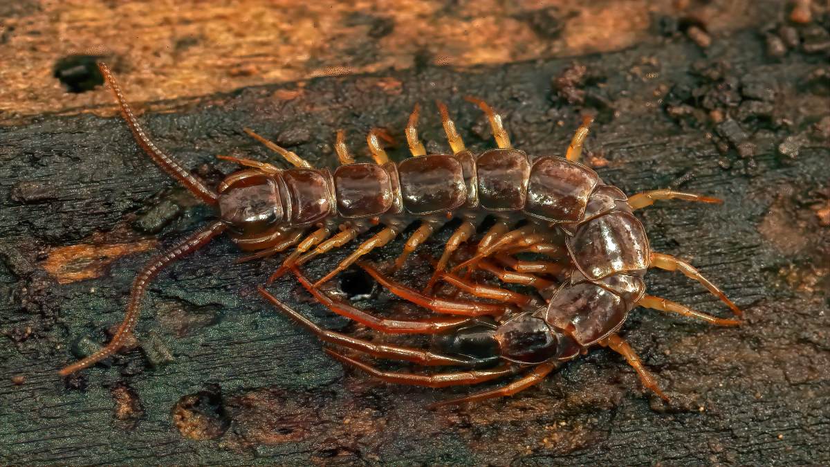 Escorpiões e lacraias são animais tipicamente noturnos, que passam o dia escondidos em frestas, pedras, entulhos ou espaços úmidos onde o ser humano raramente mexe (Fotos: Freepik)
