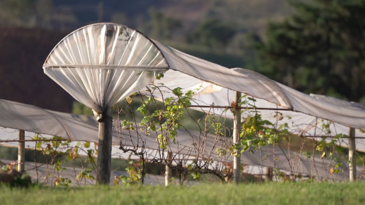 As geadas fazem parte da paisagem e criam um cenário típico das cidades serranas, mas Maria da Fé não se resume ao frio