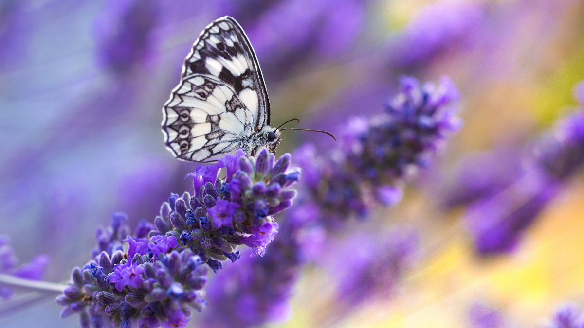 A lavanda transforma o jardim em ponto de parada para borboletas e outros polinizadores com poucos cuidados