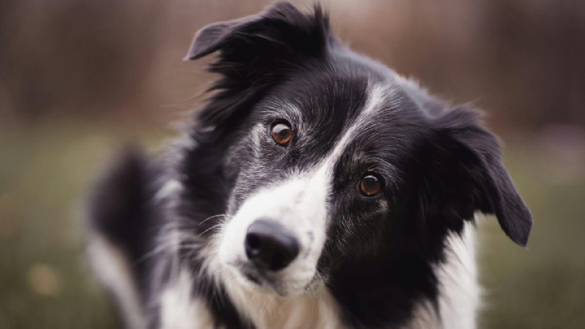 O Border Collie é campeão absoluto em pastoreio e obediência. Imagem: Alotrobo/Pexels
