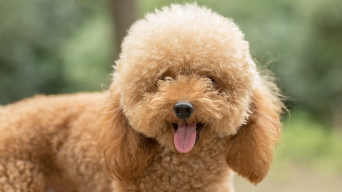 Em 1997 foram 3.193 registros de poodles, mas em 2022 esse número despencou para 501, mesmo com o mercado pet em crescimento (Foto: Freepik)