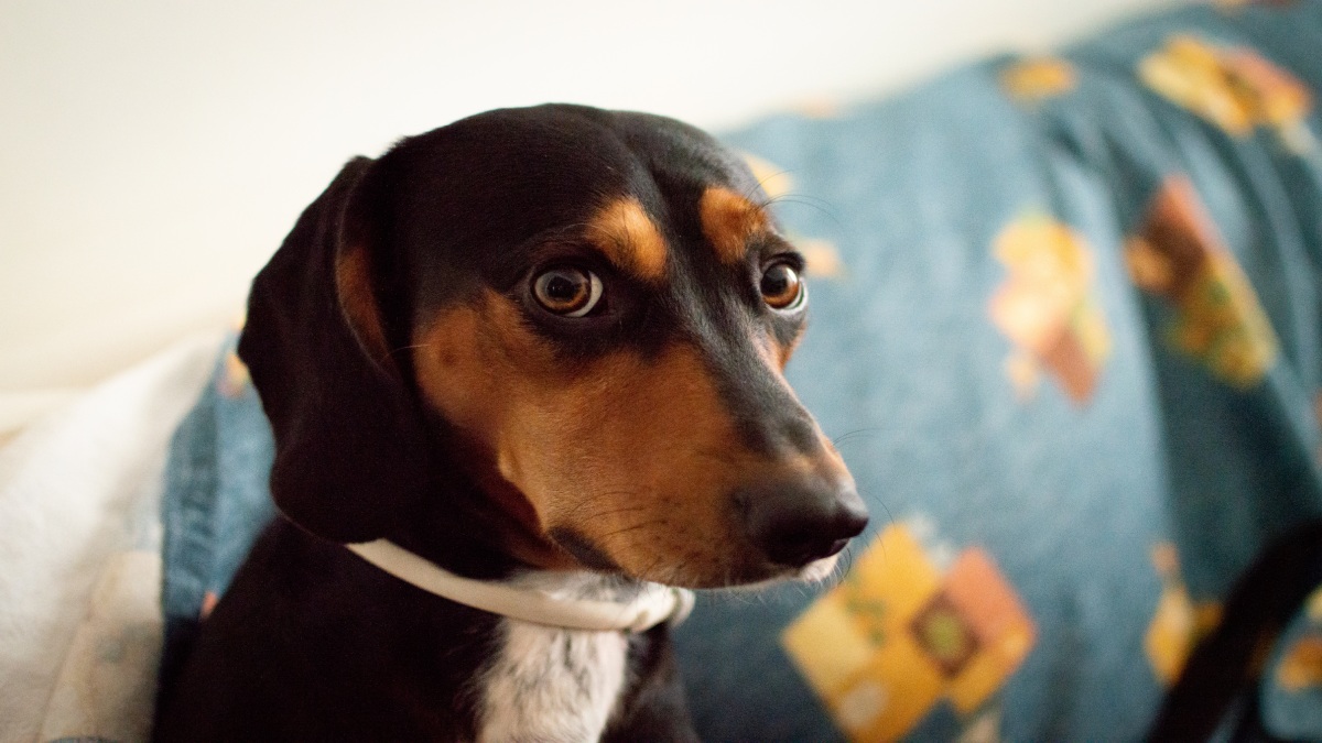 Muitos cães também passam a vocalizar mais, com choro ou latidos intensos (Fotos: Freepik)