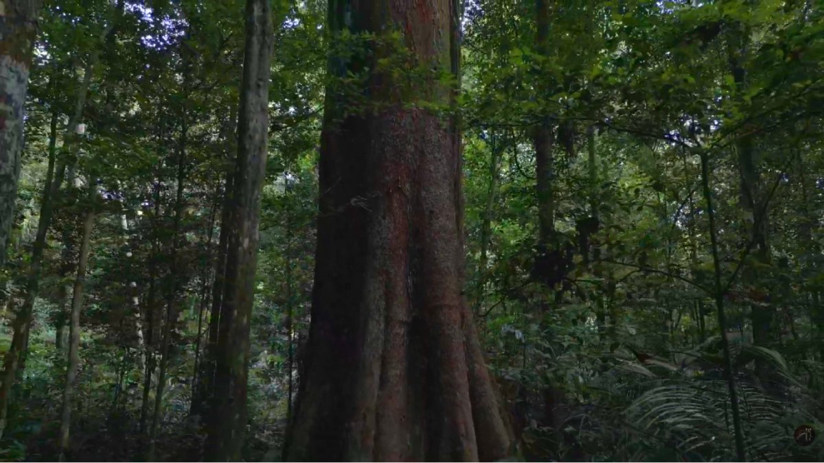 Árvores gigantes, rios claros e trilhas longas revelam a dimensão monumental da floresta
