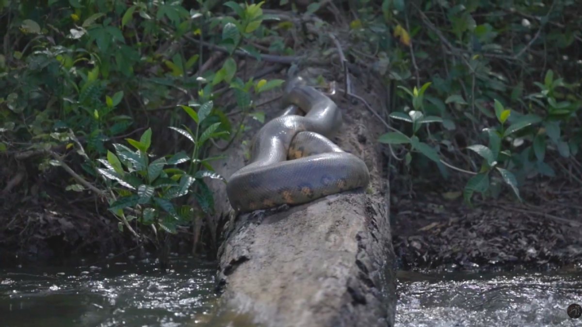 A viagem começa em Macapá e segue por estrada e rio até áreas pouco acessíveis do parque