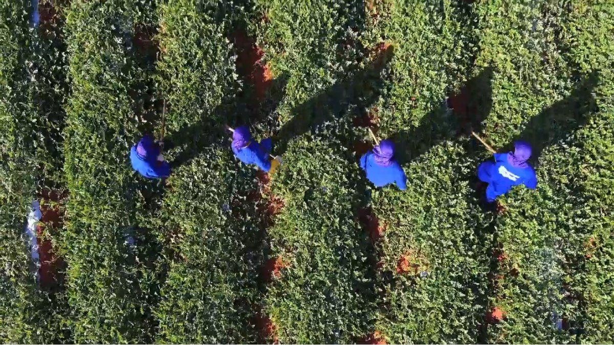 A maior fazenda de melões do Brasil fica no Nordeste e colhe até 1 milhão de frutos por dia