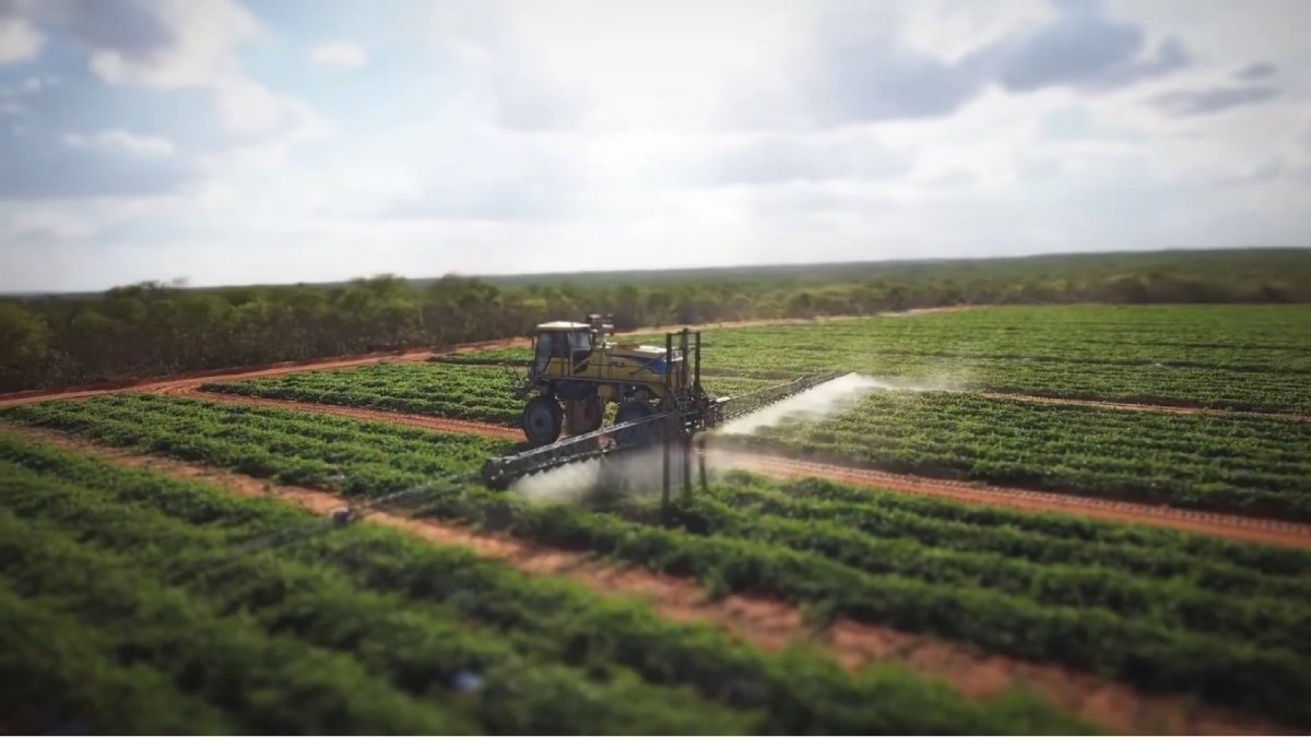 A empresa exporta melões e melancias para mercados da Europa, América e Oriente Médio