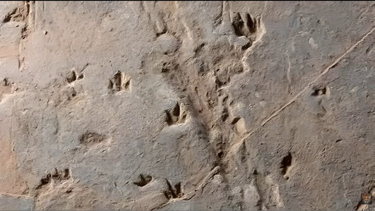 A descoberta agora integra a exposição permanente do Museu Paleontológico de Castilla-La Mancha, em Cuenca, e pode revelar pistas sobre reprodução e ambiente no fim do Cretáceo (Fotos: Reprodução/Youtube)