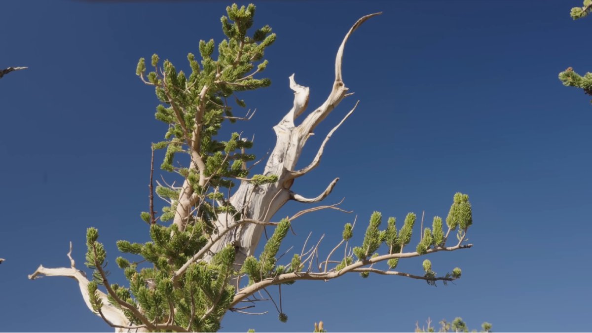 Por quase cinco mil anos, o pinheiro Prometeu resistiu em uma encosta do Wheeler Peak, em Nevada, nos Estados Unidos