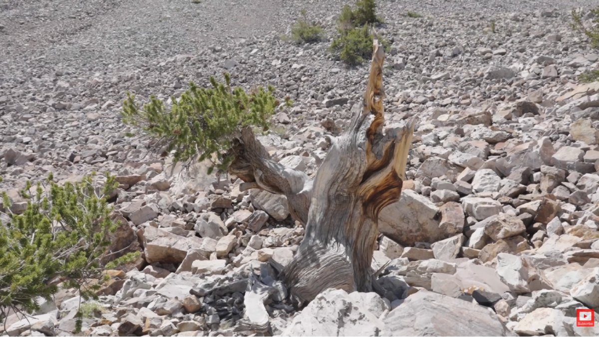O caso virou símbolo de alerta e ajudou a fortalecer regras e métodos menos destrutivos na pesquisa ambiental (Fotos: Reprodução/Youtube)