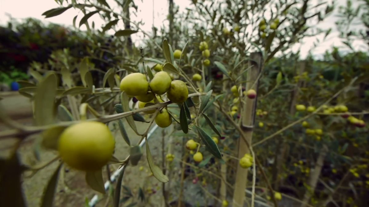 As plantações de oliveiras colocaram Maria da Fé no mapa da produção nacional de azeite extravirgem