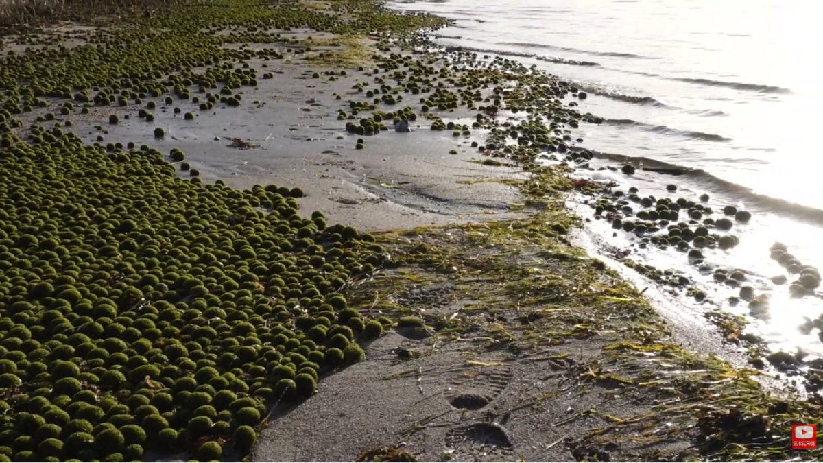 Centenas de bolas verdes e macias cobriram a areia da praia de Orehoved, na Dinamarca, e chamaram a atenção de quem passava