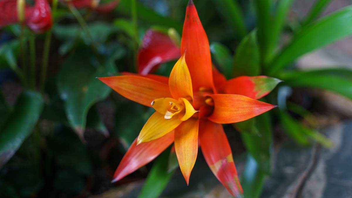 12. Capricórnio: Bromélia (Foto: Freepik)
