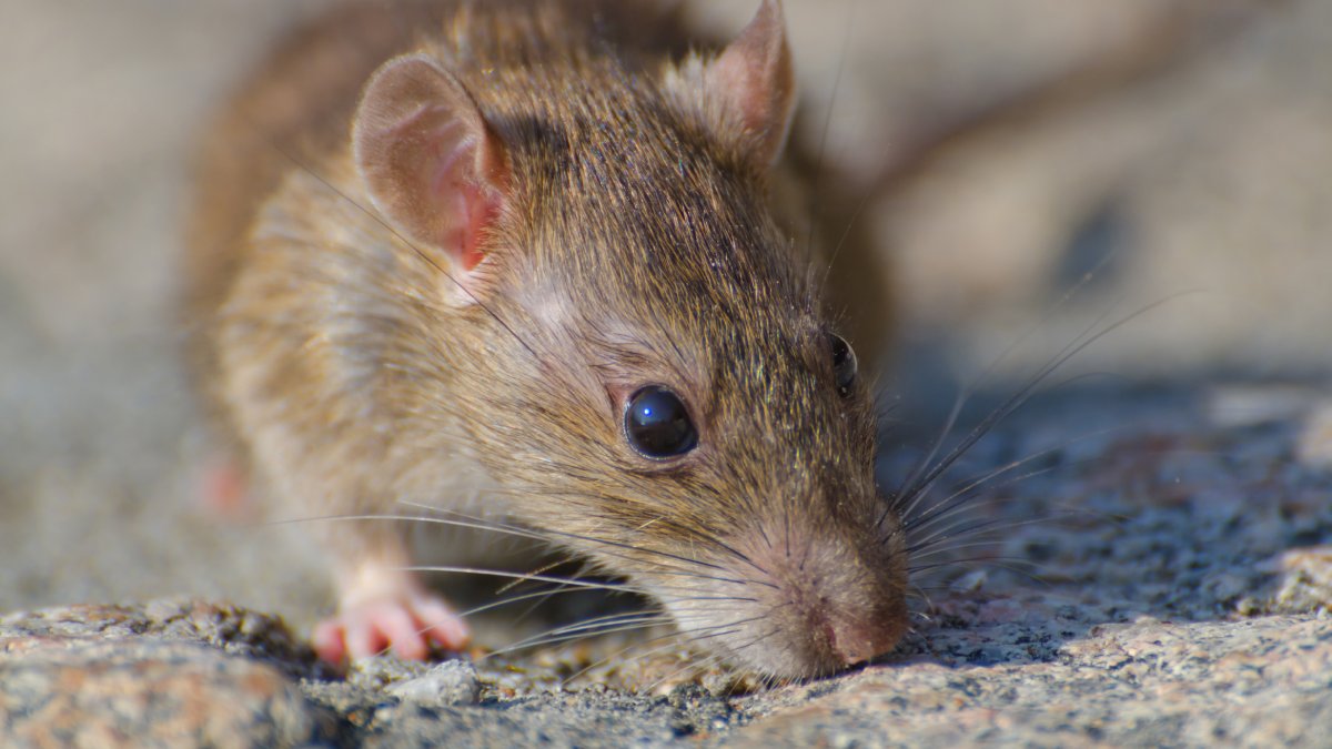 Porém, um estudo com camundongos apontou efeitos negativos dessa dieta no fígado e no metabolismo (Fotos: Freepik)