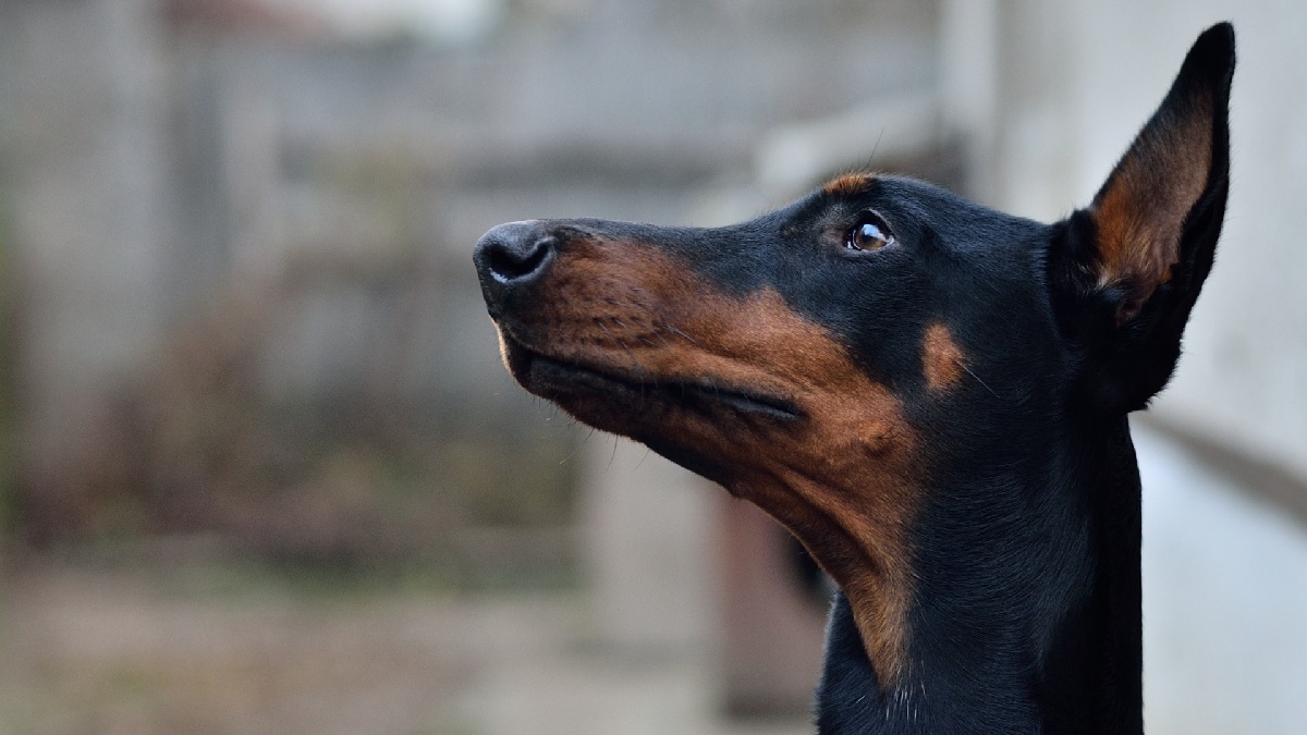 O dobermann possui inteligência feroz aliada a proteção. Imagem: Domínio público