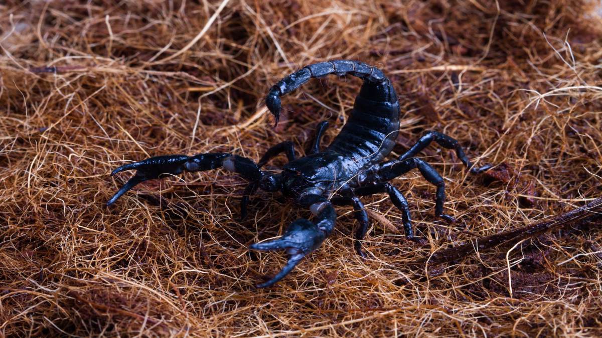 Com a alta ocorrência de escorpiões e lacraias nas cidades brasileiras, cresce o interesse por alternativas naturais que reforcem a segurança das residências