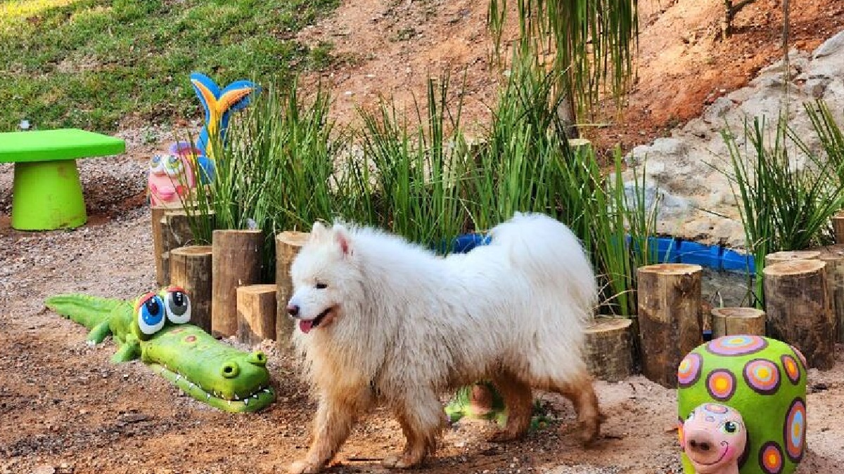 Os animais de estimação também são bem-vindos no Espaço Pet. Localizado estrategicamente atrás da entrada principal, o espaço possui um bosque de 3 mil m² totalmente cercado, onde os cães podem correr livremente acompanhados de seus tutores - (Divulgação/Prefeitura de Jundiaí)
