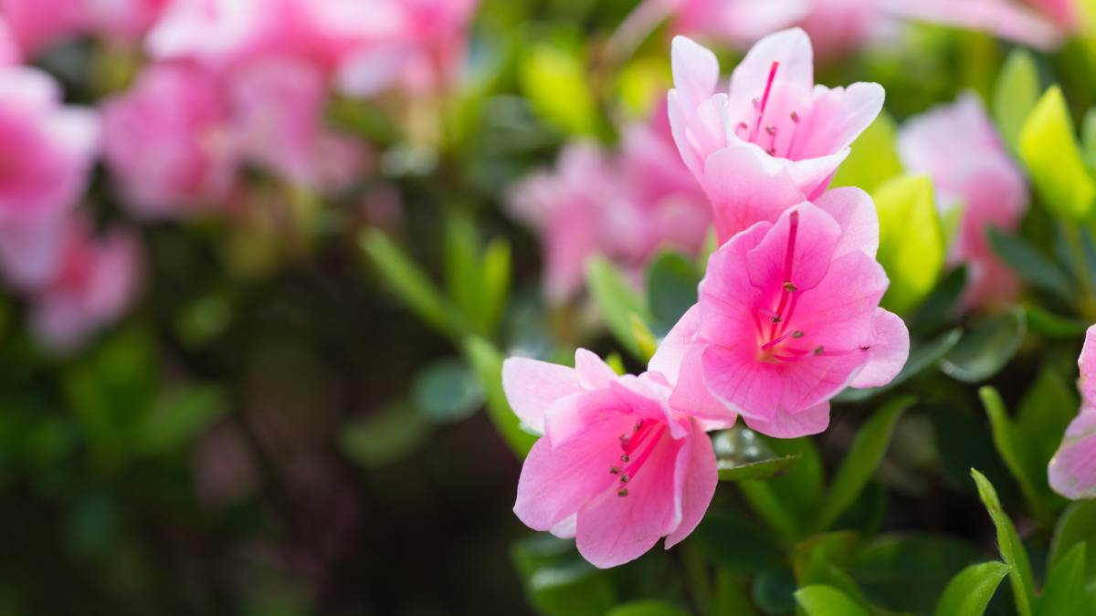 8. Virgem: Azaleia (Foto: Freepik)