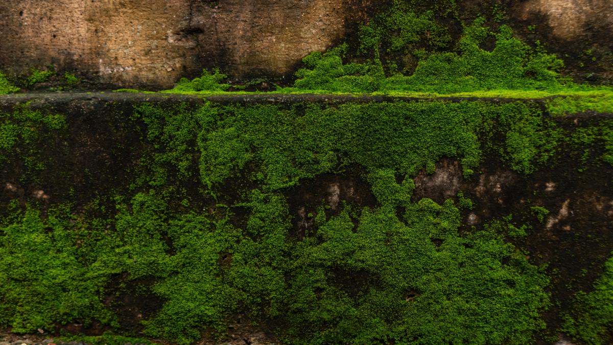 Dá para resolver sem gastar muito, usando vinagre branco ou bicarbonato diluído em água quente
