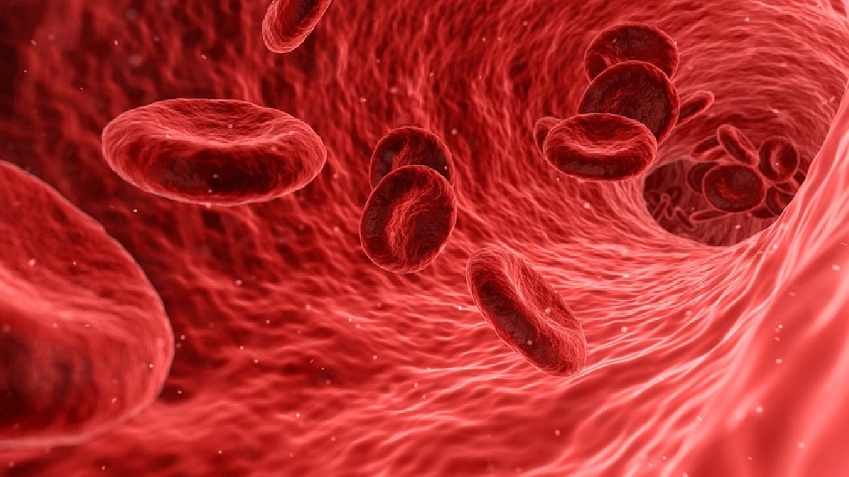 Berberina diminui glicose circulante no sangue. Imagem: Domínio Público